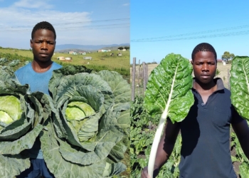 Flagstaff farmer keeps hope growing when the rain stops