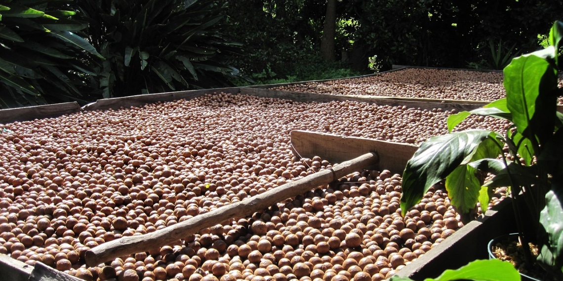 Recent oversight by the Agriculture Portfolio Committee reveals Eastern Cape's agriculture projects, including macadamia, struggling to achieve commercial viability amid crumbling infrastructure and state neglect. Photo: Joseph Hill/Pixabay