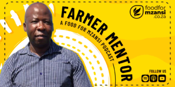 From hand-built irrigation furrows in the Eastern Cape to leading a diversified commercial enterprise, award-winning farmer Meshack Ndongeni shares how discipline, sound financial management, precision investment and a commitment to mentorship have shaped his journey from small-scale beginnings to building a sustainable farming legacy. Photo: Food For Mzansi/Gareth Davies