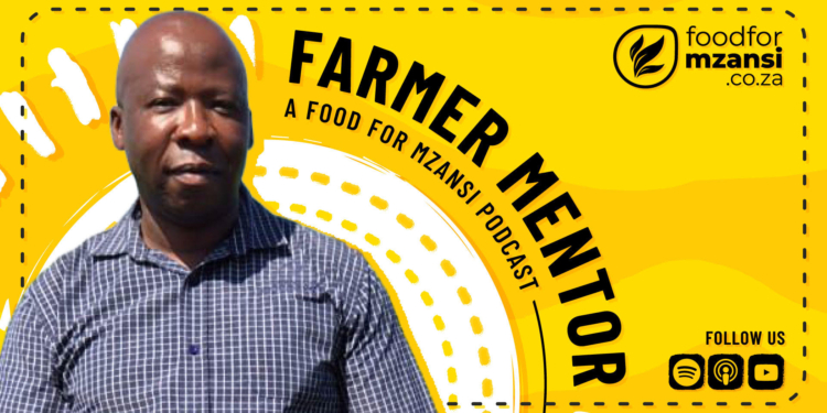Discipline and dirt define Meshack Ndongeni’s farming success - Food ...
