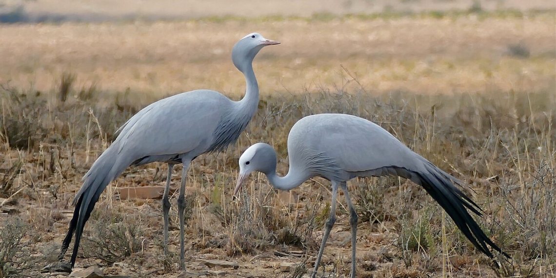 New research shows Western Cape wheatlands may be reducing blue crane breeding success, raising concerns about the long-term survival of South Africa’s national bird. Photo: Bernard Dupont/Wikimedia Commons
