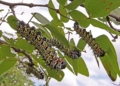 Mopane