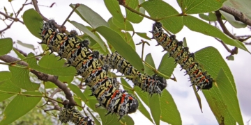 Mopane