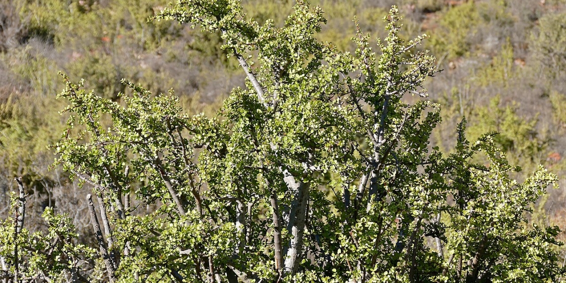 Spekboom in the Eastern Cape