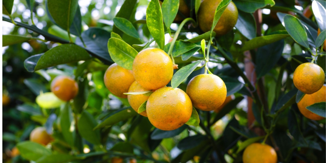 South African citrus remains a high-value powerhouse, but 2026 brings new complexities. Fresh orange exports continue to dominate, lemons show strong premium potential, while soft citrus faces a more cautious outlook. Photo: CGA