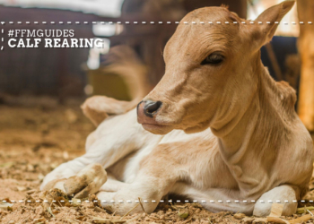 Calf rearing: Why the first few hours define your future herd