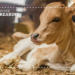 Calf rearing: Why the first few hours define your future herd