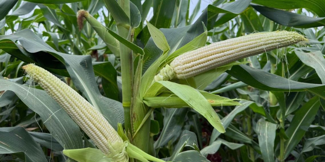 InteliGro has announced the local introduction of the Croplan® seed brand – globally associated with high-performance genetics and extensive trial data. Photo: Supplied/Food For Mzansi