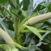 White maize hybrid leads Croplan’s South African debut