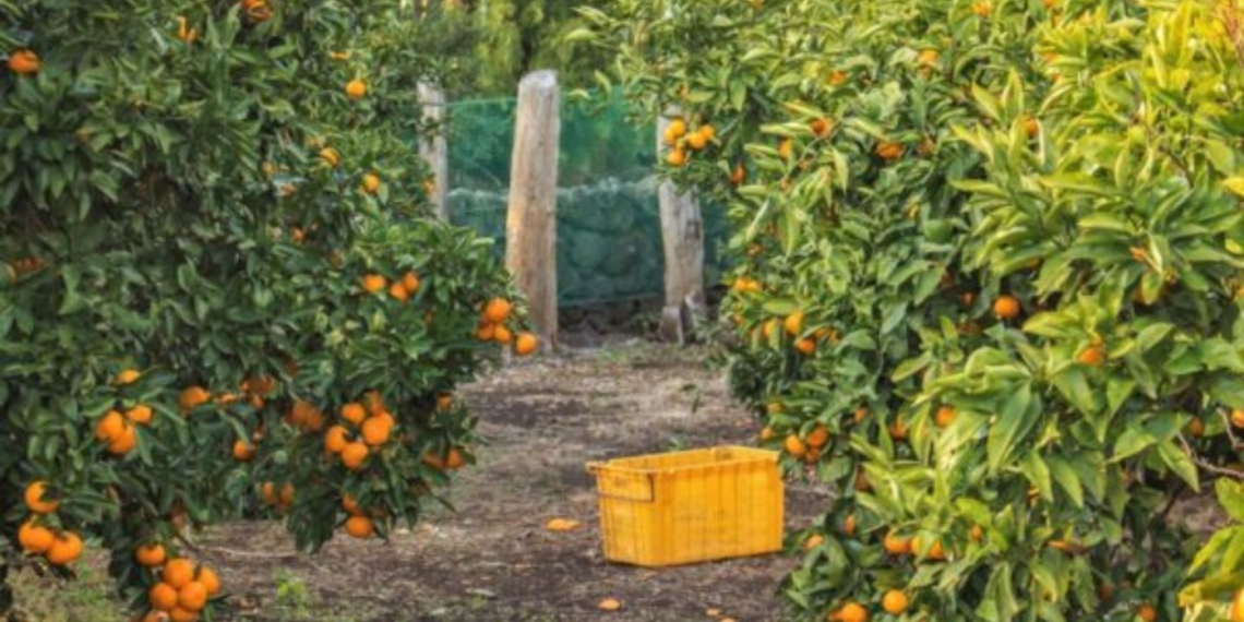 South Africa’s citrus exports are set to grow by up to 5% in 2026, but global uncertainty, logistics challenges, and market access remain key concerns. Photo: Supplied/Food For Mzansi