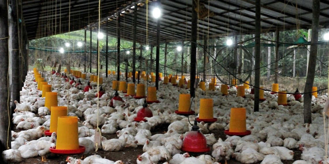 Changing weather patterns are making South African poultry farming more complex and costly. Experts Phiri Tau and Vinoliah Makuwa unpack how extreme temperatures affect bird health and production efficiency. Photo: Pexels