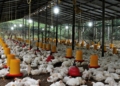 Poultry farming: Tips to manage unpredictable weather patterns