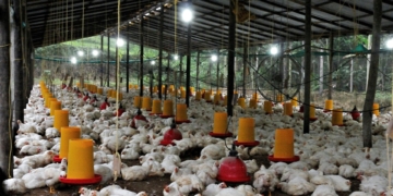 Changing weather patterns are making South African poultry farming more complex and costly. Experts Phiri Tau and Vinoliah Makuwa unpack how extreme temperatures affect bird health and production efficiency. Photo: Pexels