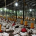 Poultry farming: Tips to manage unpredictable weather patterns
