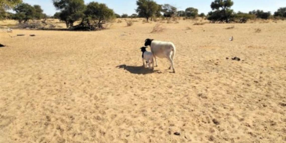 The Western Cape Department of Agriculture has launched a R22 million fodder relief program to assist livestock farmers facing dry grazing conditions. Photo: Supplied/Food For Mzansi