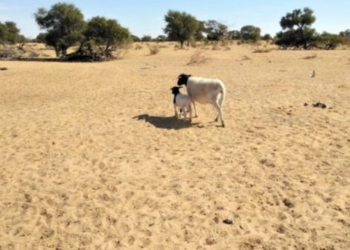 Western Cape pledges R22m for drought-hit livestock farmers