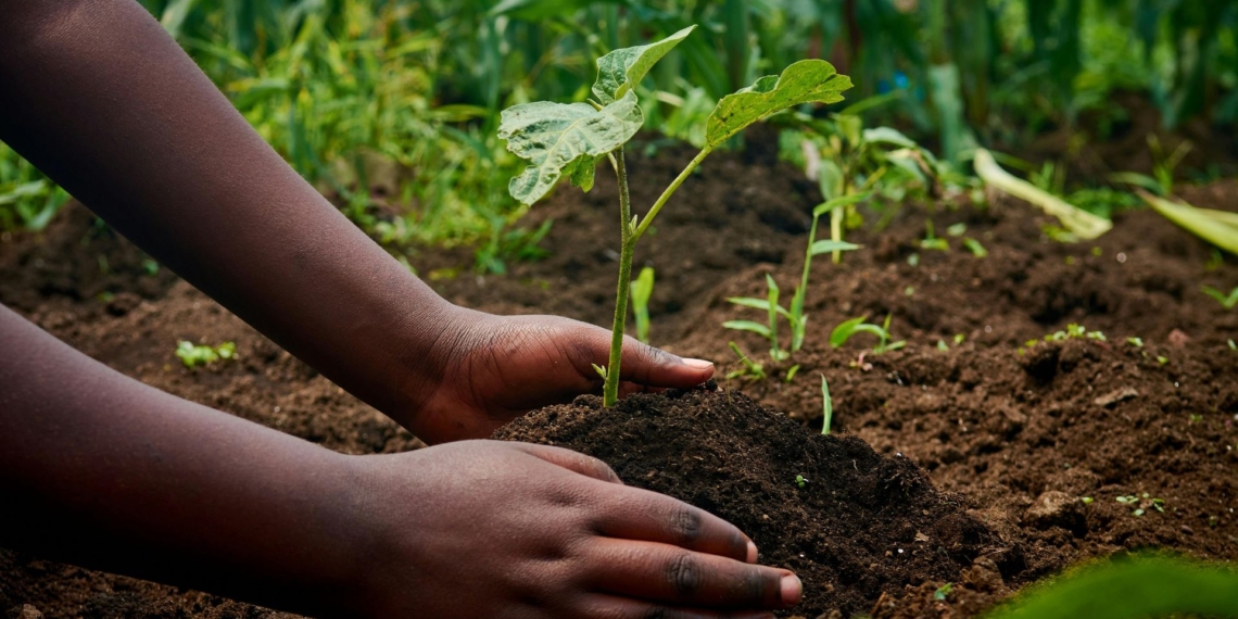 Despite being cost-effective and environmentally friendly, rhizobia-based solutions remain underused in South Africa. An expert says limited access, lack of knowledge, and reliance on free chemical fertilisers are key barriers. Photo: Pexels