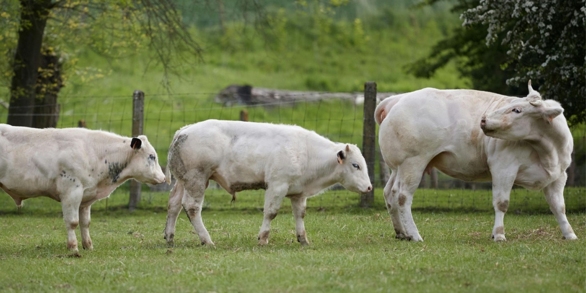 Cattle breeder Christiaan de Jager explains how using Chianina bulls in crossbreeding programmes can improve growth rates, feed efficiency and carcass yields, helping farmers increase the value and profitability of their beef production. Photo: Pexels