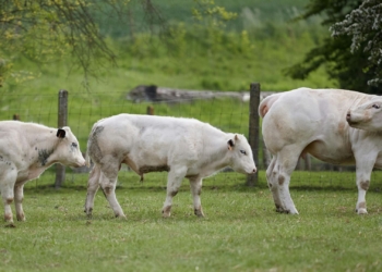Strategic breeding: How Chianina genetics can boost a beef herd