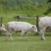 Strategic breeding: How Chianina genetics can boost a beef herd