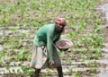 Global food crisis depends on next planting season
