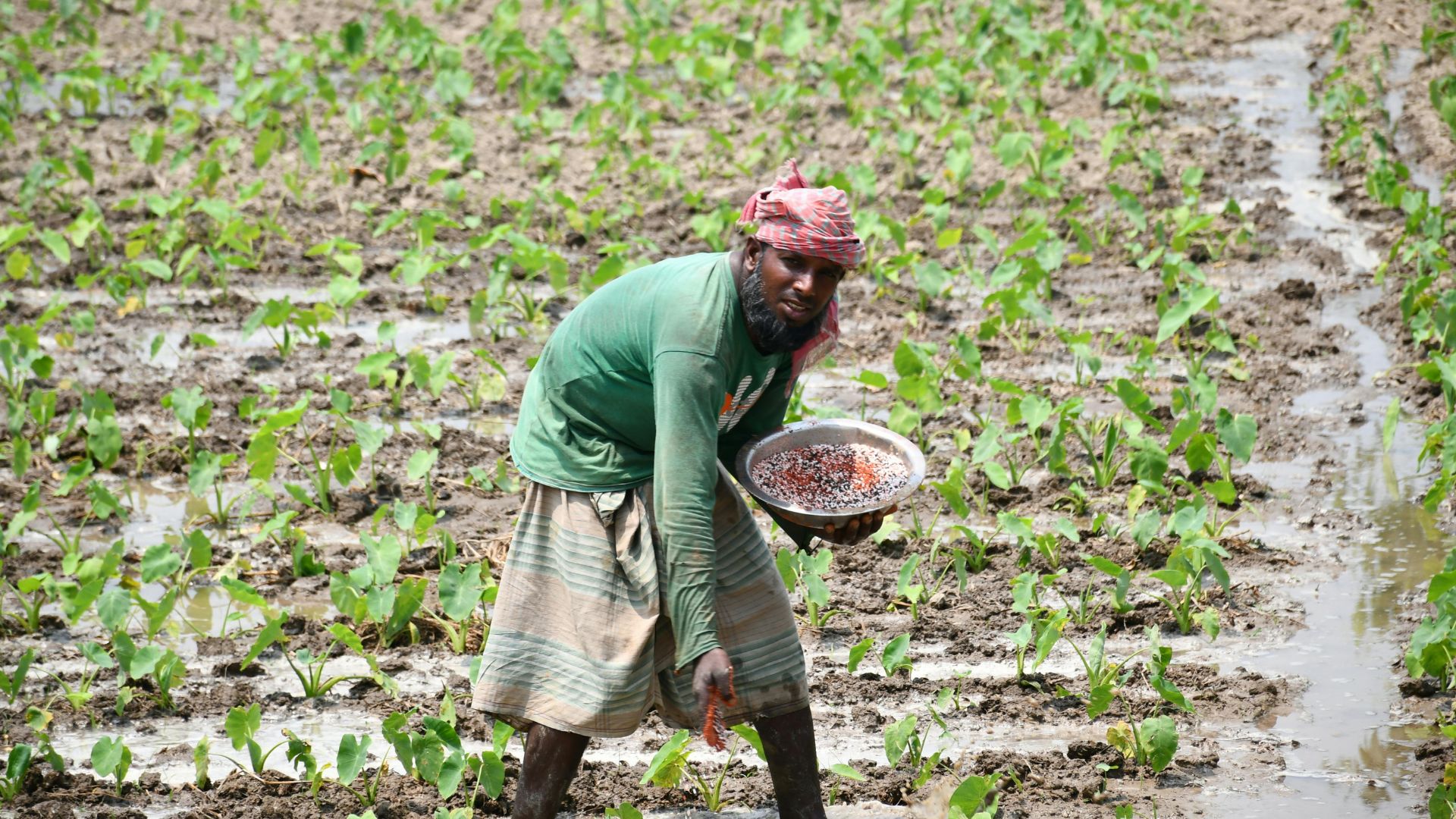 Global food crisis depends on next planting season