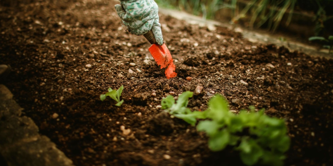 As the globe celebrate World Earth Day, a key focus on soil health takes center stage. Photo:Pexels.