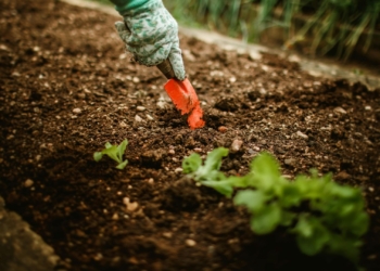 ‘Our power, our planet’: Farmers innovate to protect soil and water