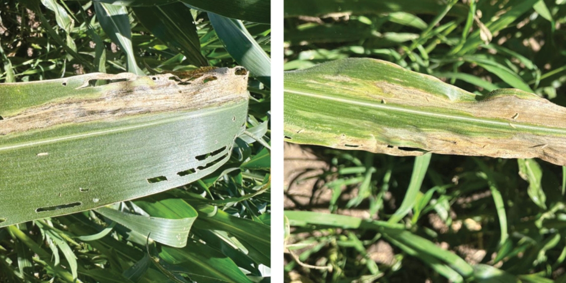 Goss’s wilt has spread across South Africa’s maize belt, with farmers tightening biosecurity and seed choices as the department of agriculture says the disease remains manageable with no restrictions in place. Photos: Supplied/Food For Mzansi