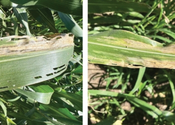 Maize farmers tighten defences as Goss’s wilt spreads