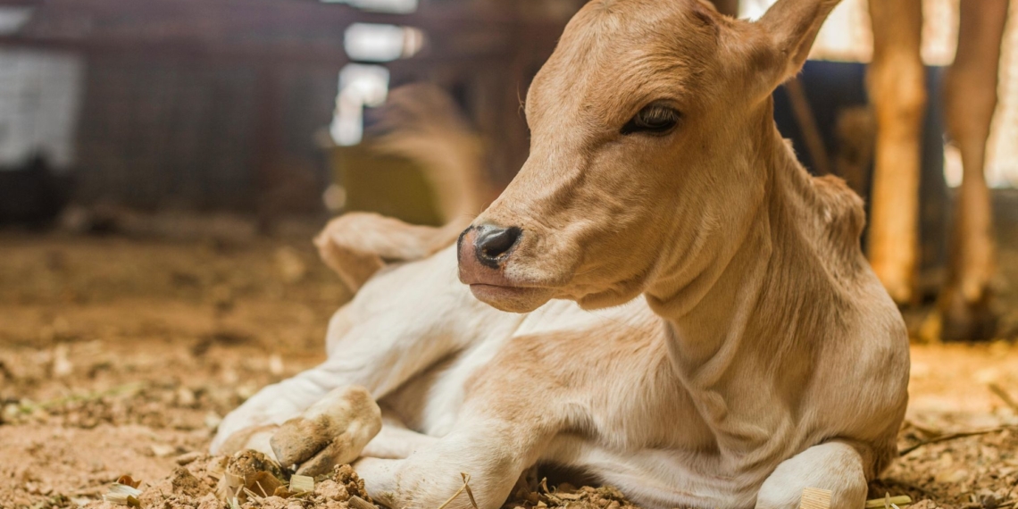 A livestock specialist shares practical calf-rearing insights on colostrum, early nutrition, biosecurity, and disease prevention as the foundation for healthier growth and improved long-term herd productivity. Photo: Pexels