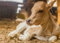 Calf rearing: Why the first few hours define your future herd