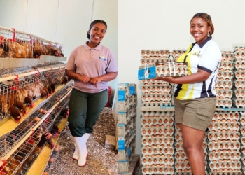 Biosecurity to breeds: Master the art of egg production