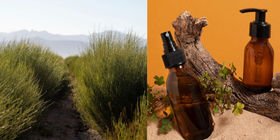Industry players point to value addition, from blends to skincare, as a growing opportunity to expand the reach of rooibos. Photos: SA Rooibos Council and Freepik