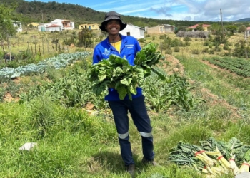 Poultry and potatoes power Fort Hare graduate’s farming vision