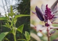 Amaranth: Can this supercrop move beyond niche markets?