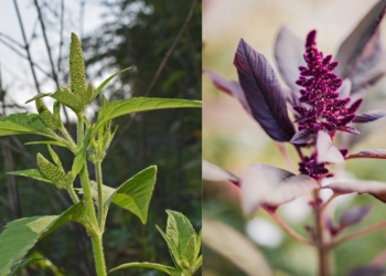 Amaranth: Can this supercrop move beyond niche markets?
