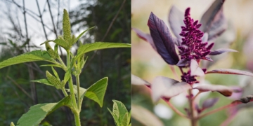 Amaranth: Can this supercrop move beyond niche markets?
