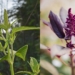 Amaranth: Can this supercrop move beyond niche markets?