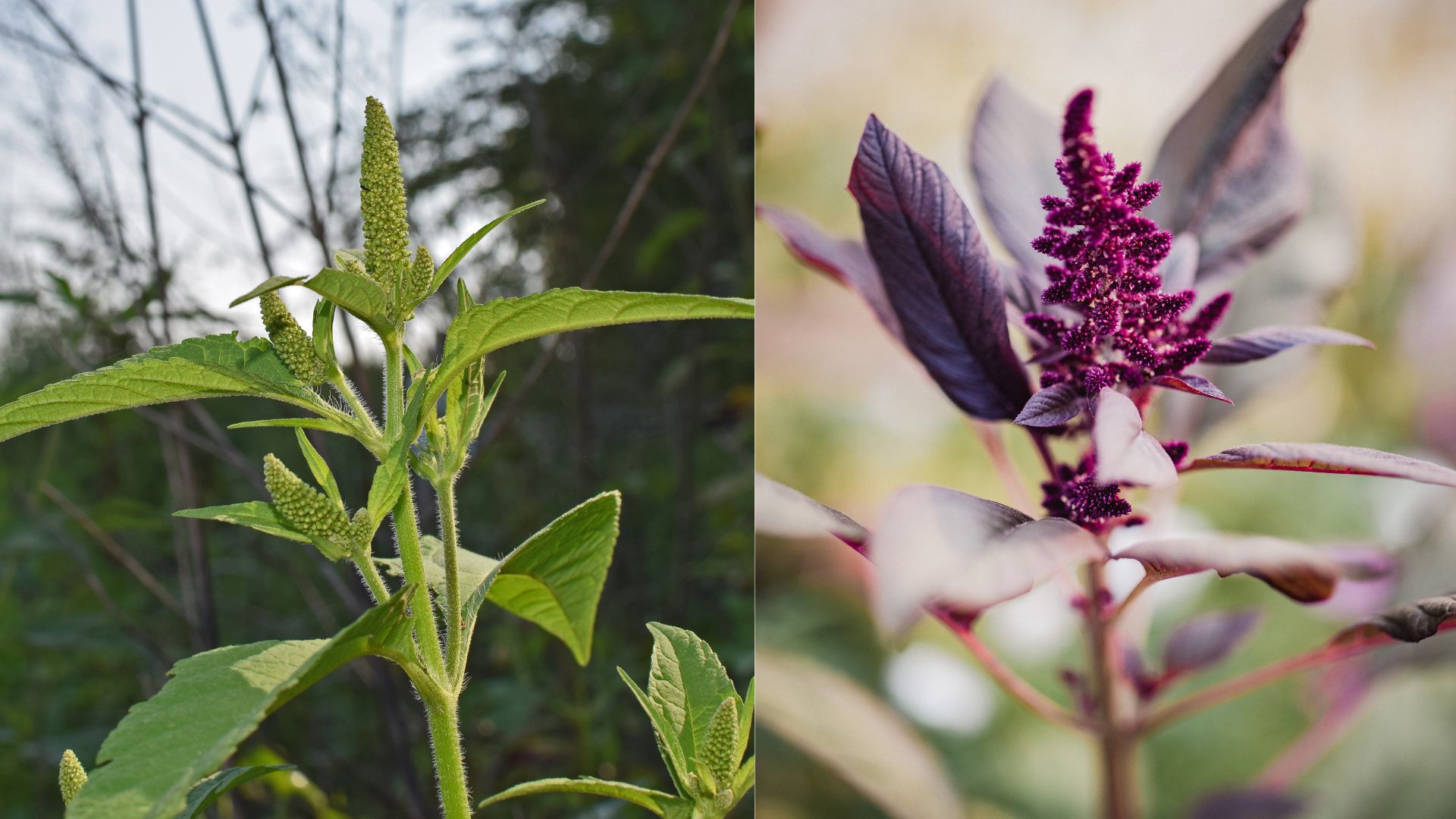 Amaranth: Can this supercrop move beyond niche markets?