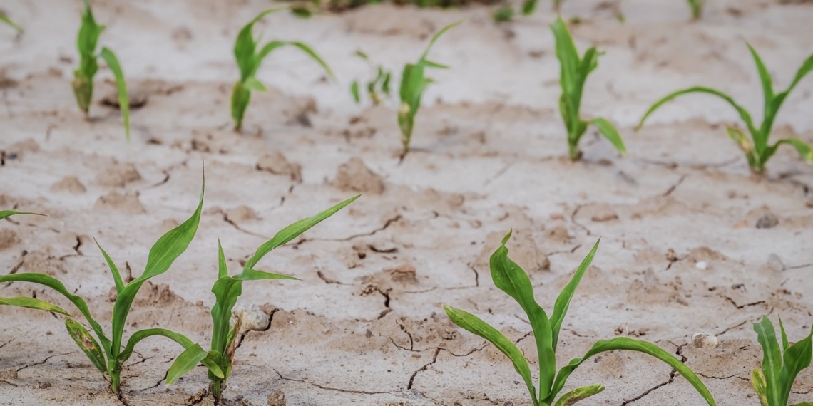 The latest Absa AgriTrends Report reveals how climate variability and a looming 2026/27 El Niño are reshaping South African agriculture. Photo: Territory/Pixabay