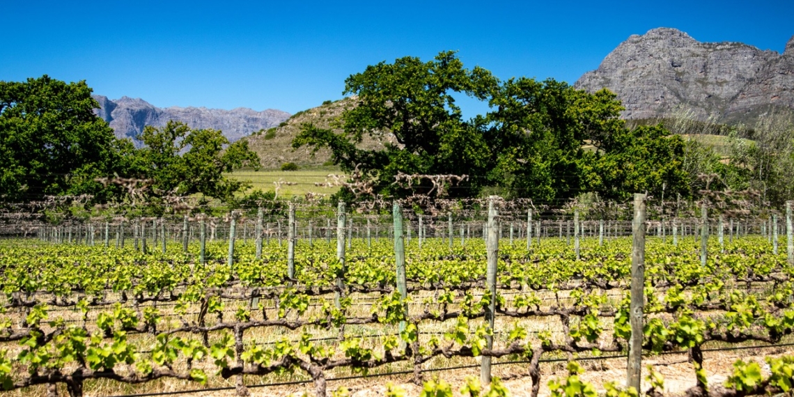 Researchers from Stellenbosch University and the ARC have achieved a first for Africa by successfully gene-editing grapevines. Photo: Magda Ehlers/Pexels