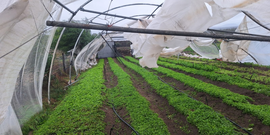 One of the tunnels at Abitz Farming in the Western Cape lies in ruins after being completely destroyed by this week's intense storms. Photo: Supplied/Food For Mzansi