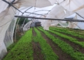 State of disaster: Floods and storms push farming into crisis mode