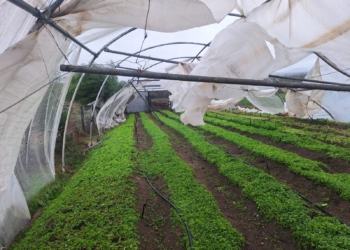 State of disaster: Floods and storms push farming into crisis mode