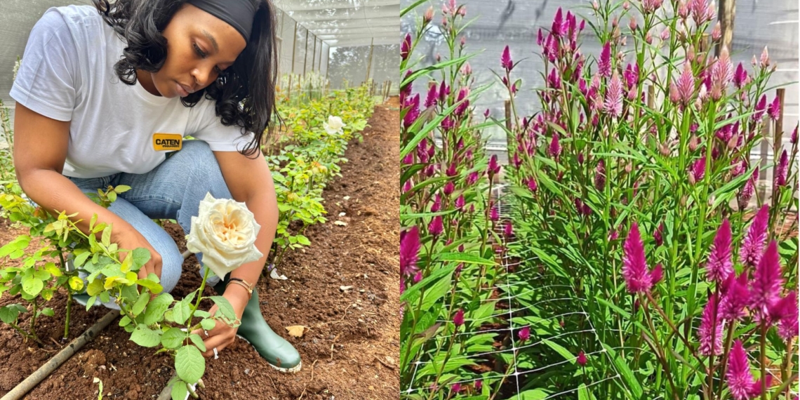 Zizipho Zungu, a former finance executive, is redefining agriculture in the KZN Midlands. Through her business, Zungu Maison Flower Farm, she combines professional precision with a lifelong passion for “gifts from the Lord”. Photos: Supplied/Food For Mzansi