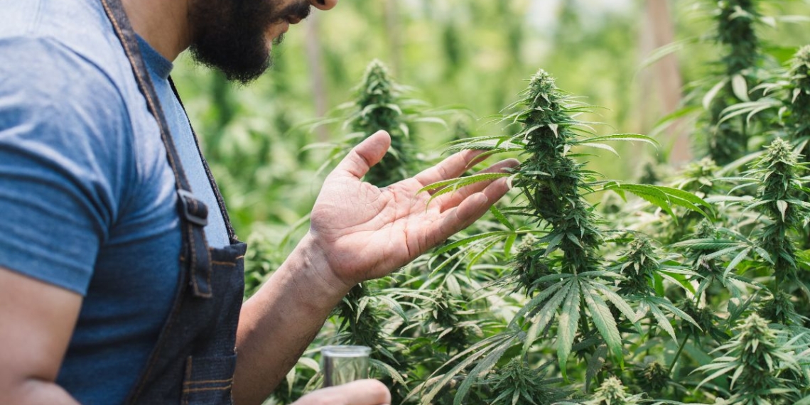 Cannabis