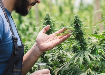 Cannabis