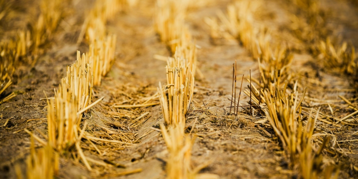 Extreme heat can reduce crop yields and nutrient quality, increase water stress, and worsen air quality through dust and wildfire smoke. Photo: Pexels