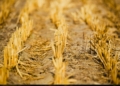 Extreme heat: A growing threat to Southern Africa’s food and health